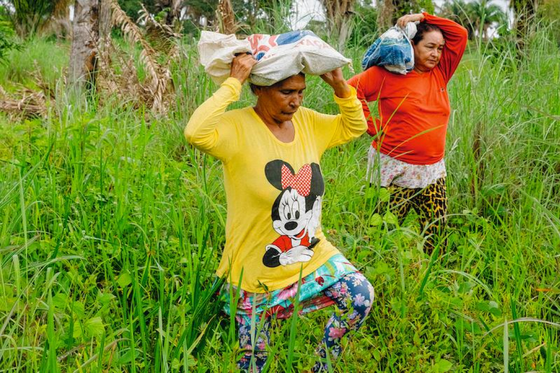 Les briseuses de noix brésiliennes et les réserves naturelles doivent faire place au profit et à l'industrie